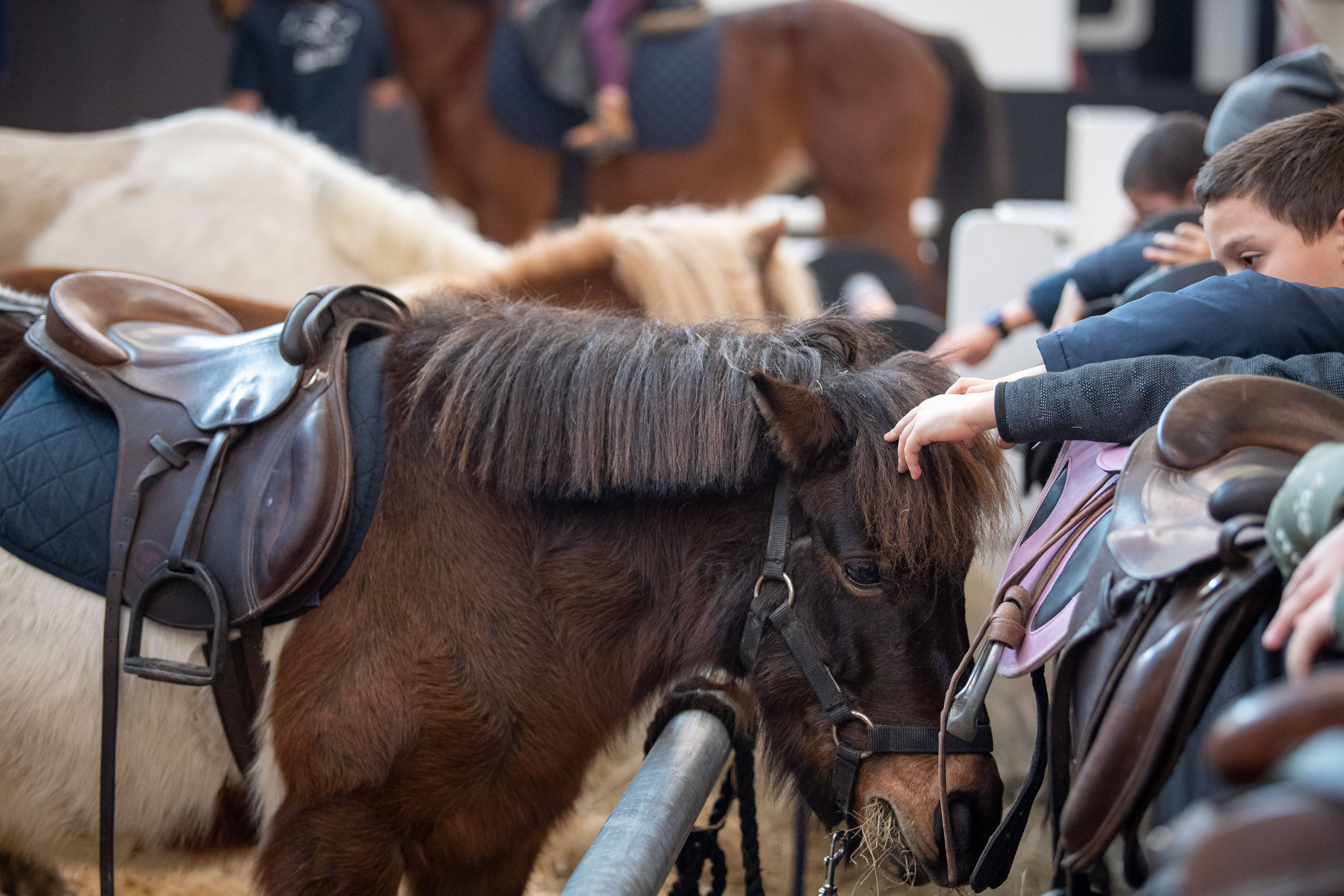 Le Poney Club - &copy;ArtisteAssoci&eacute; 6.jpg